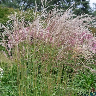 Miscanthus sinensis 'Flamingo' Virágosnád