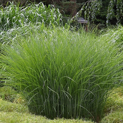 Miscanthus sinensis Gracillimus Virágosnád