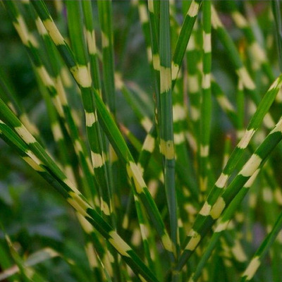 Miscanthus sinensis 'Strictus Dwarf' Virágosnád