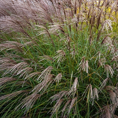 Miscanthus sinensis 'Yakushima Dwarf' Vir&aacute;gosn&aacute;d