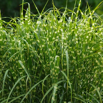Miscanthus sinensis 'Zebrinus' Virágosnád