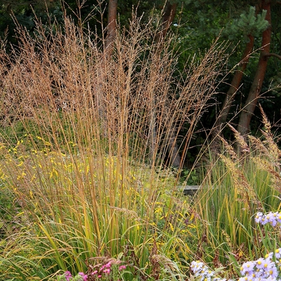 Molinia arundinacea 'Karl Foerster' K&eacute;kperje