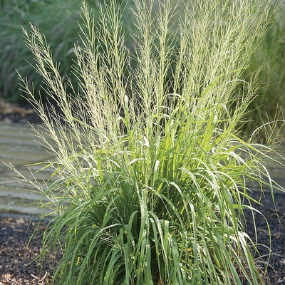 Molinia arundinacea 'Transparent' K&eacute;kperje