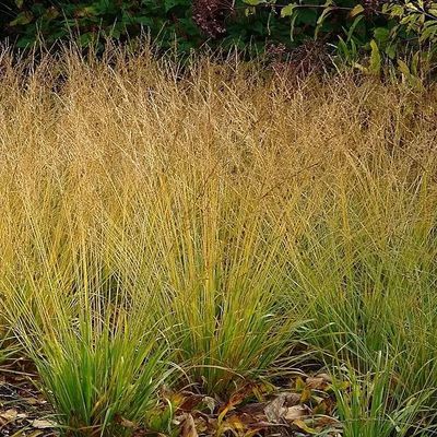 Molinia caerulea 'Heidebraut' Kékperje