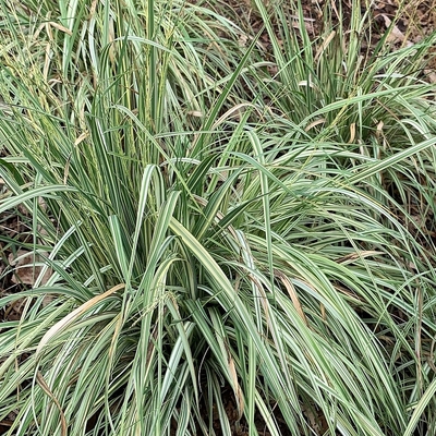 Molinia caerulea 'Variegata' Kékperje