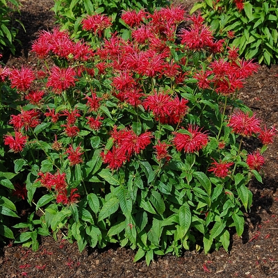 Monarda 'Fireball' Méhbalzsam