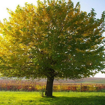 Fehér naggyümölcsű eperfa Morus alba 'Eldorado'