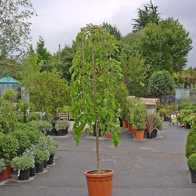 Csüngő eperfa Morus alba 'Pendula'