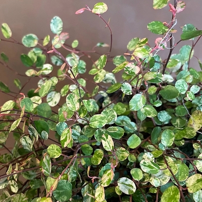 Muehlenbeckia complexa 'Pink Camouflage' Porccserje