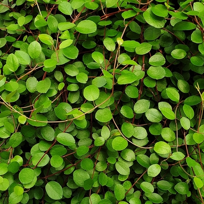 Muehlenbeckia complexa Porccserje