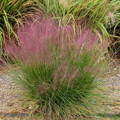 Muhlenbergia capillaris Vattacukorfű