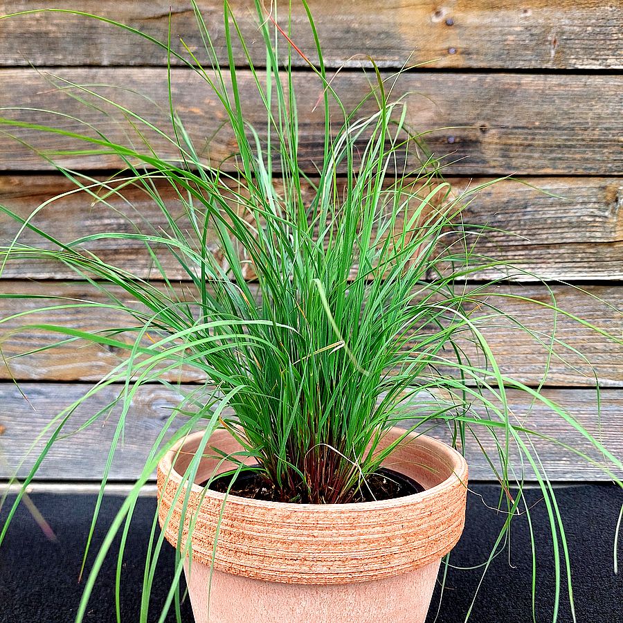 V&ouml;r&ouml;s texasfű Muhlenbergia reverchonii 'Undaunted'