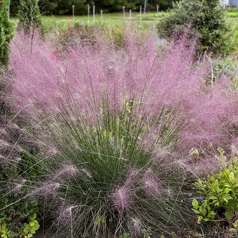 Muhlenbergia reverchonii 'Undaunted' V&ouml;r&ouml;s texasfű