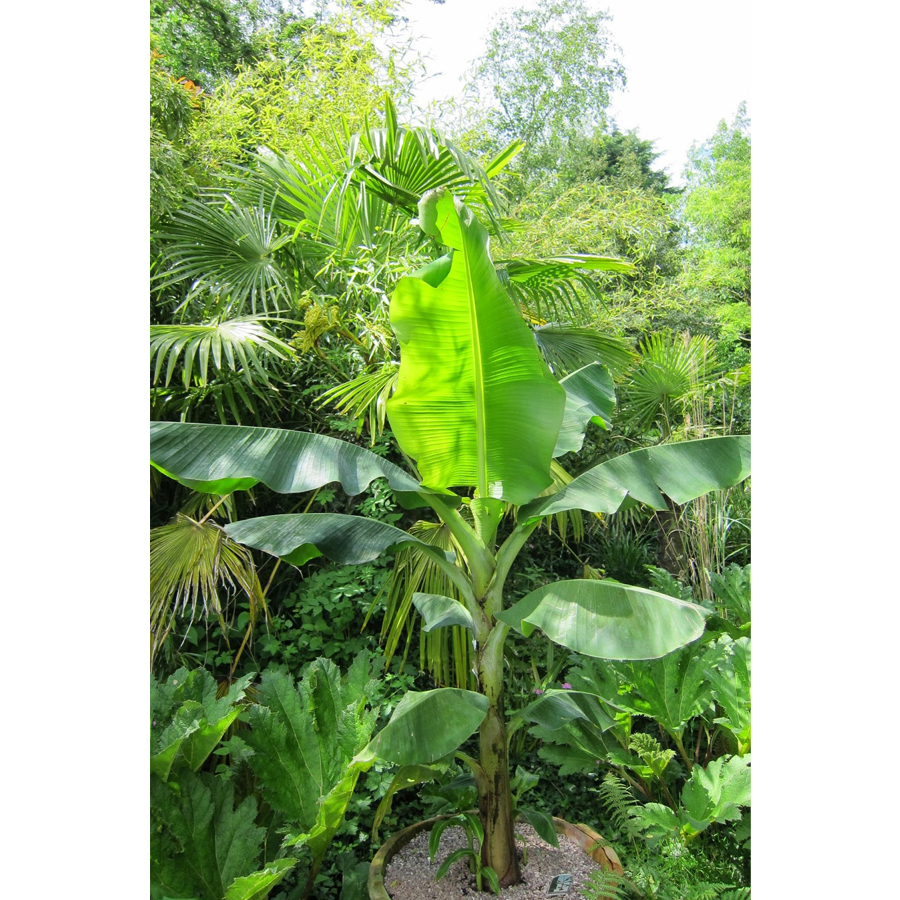 Musa 'Helen's Hybrid' Helen's banán