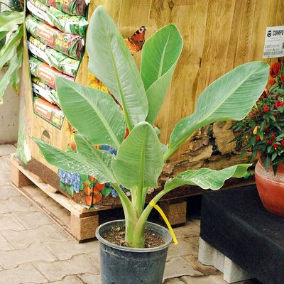 Musella lasiocarpa Arany l&oacute;tuszban&aacute;n