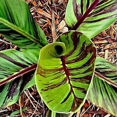 Musa sikkimensis 'Red Tiger' Cs&iacute;kos darjeeling ban&aacute;n