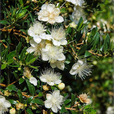 Myrtus communis 'Tarentina' Közönséges mirtusz