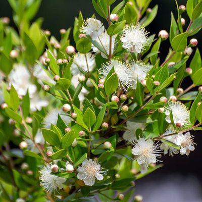 Myrtus communis Közönséges mirtusz