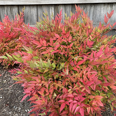 Nandina domestica 'Moon Bay' Törpe japán szentfa