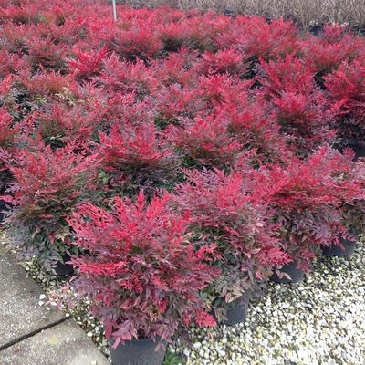 Nandina domestica 'Obsessed' Törpe japán szentfa