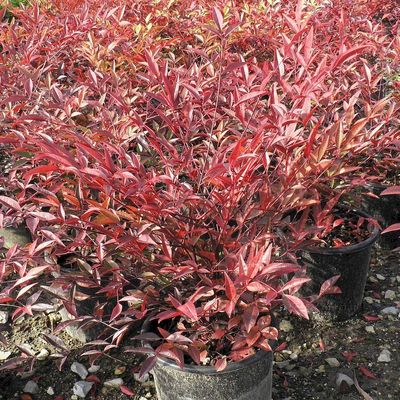 Nandina domestica Japán szentfa