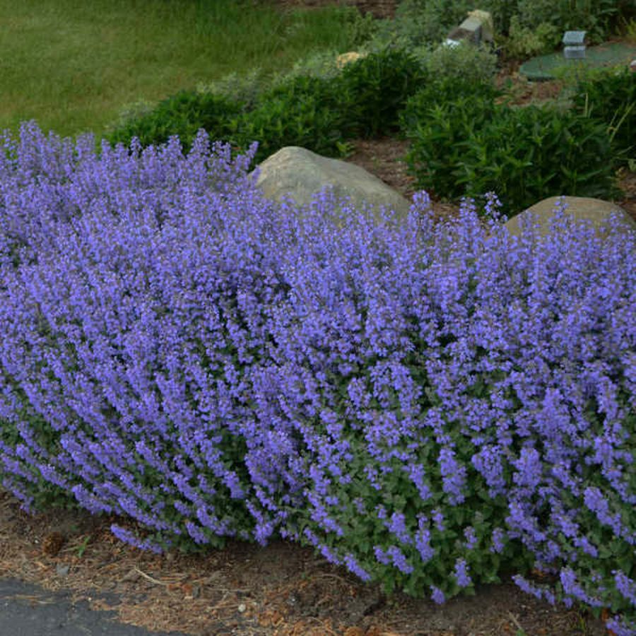 Nepeta racemosa 'Picture Purrfect' Macskamenta