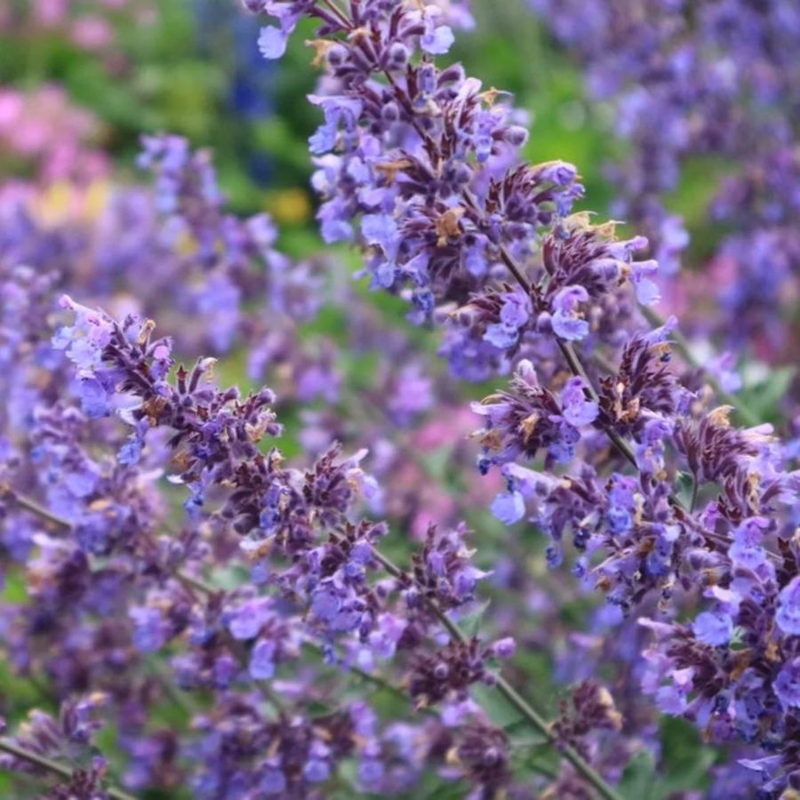 Macskamenta Nepeta racemosa 'Picture Purrfect'