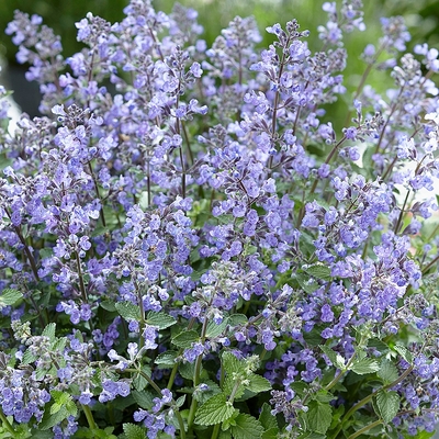 Nepeta racemosa 'Purrsian Blue' Macskamenta
