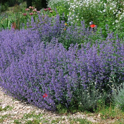 Nepeta racemosa 'Six Hill Giant' Macskamenta