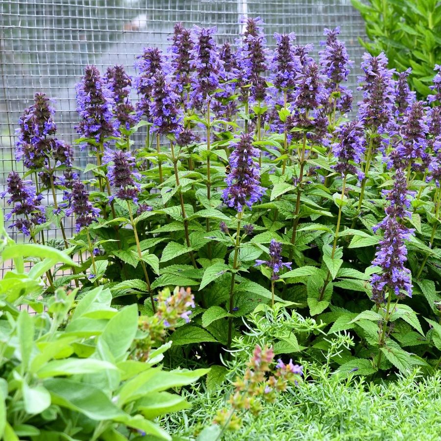 Macskamenta Nepeta 'Neptune'