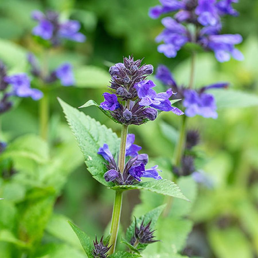 Macskamenta Nepeta 'Neptune'