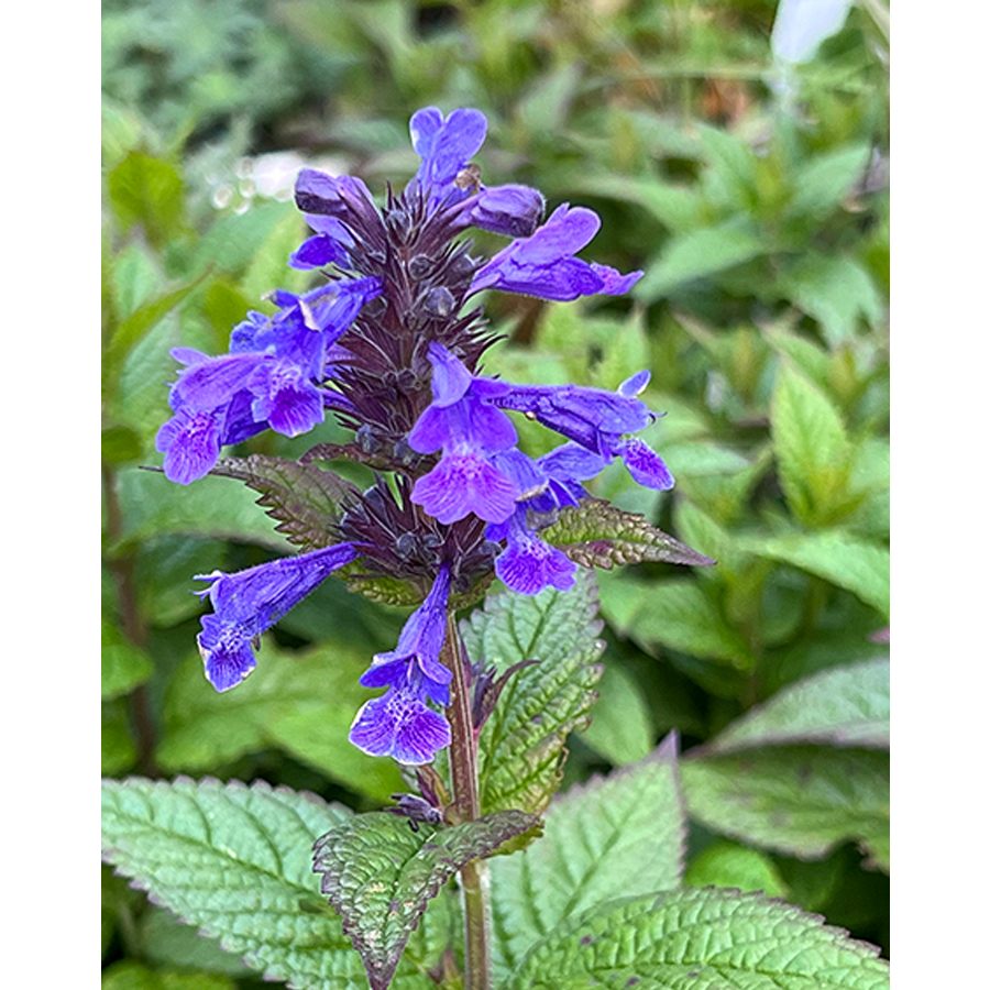 Macskamenta Nepeta 'Neptune'