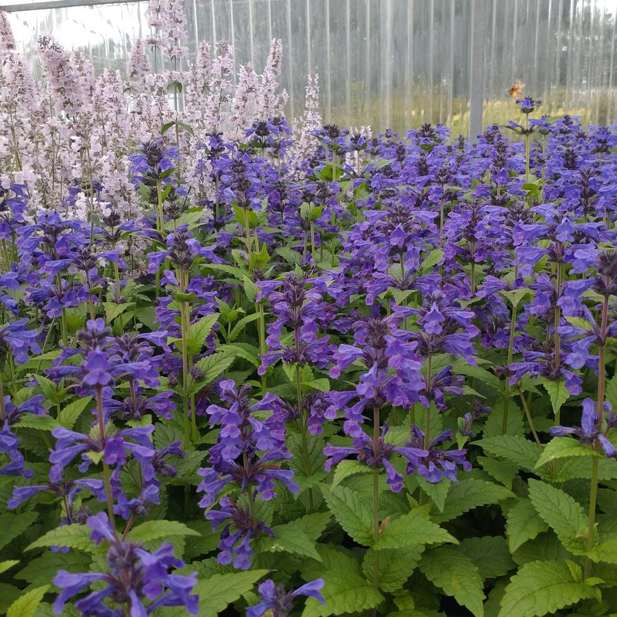 Macskamenta Nepeta 'Neptune'