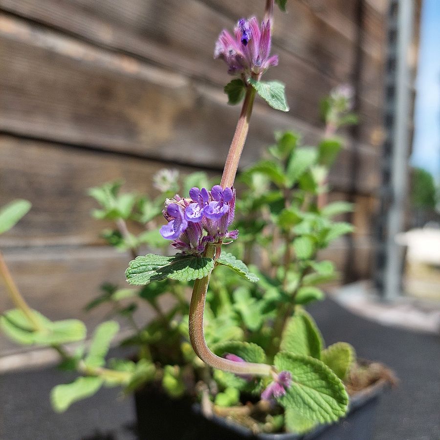 Macskamenta Nepeta racemosa 'Grog'