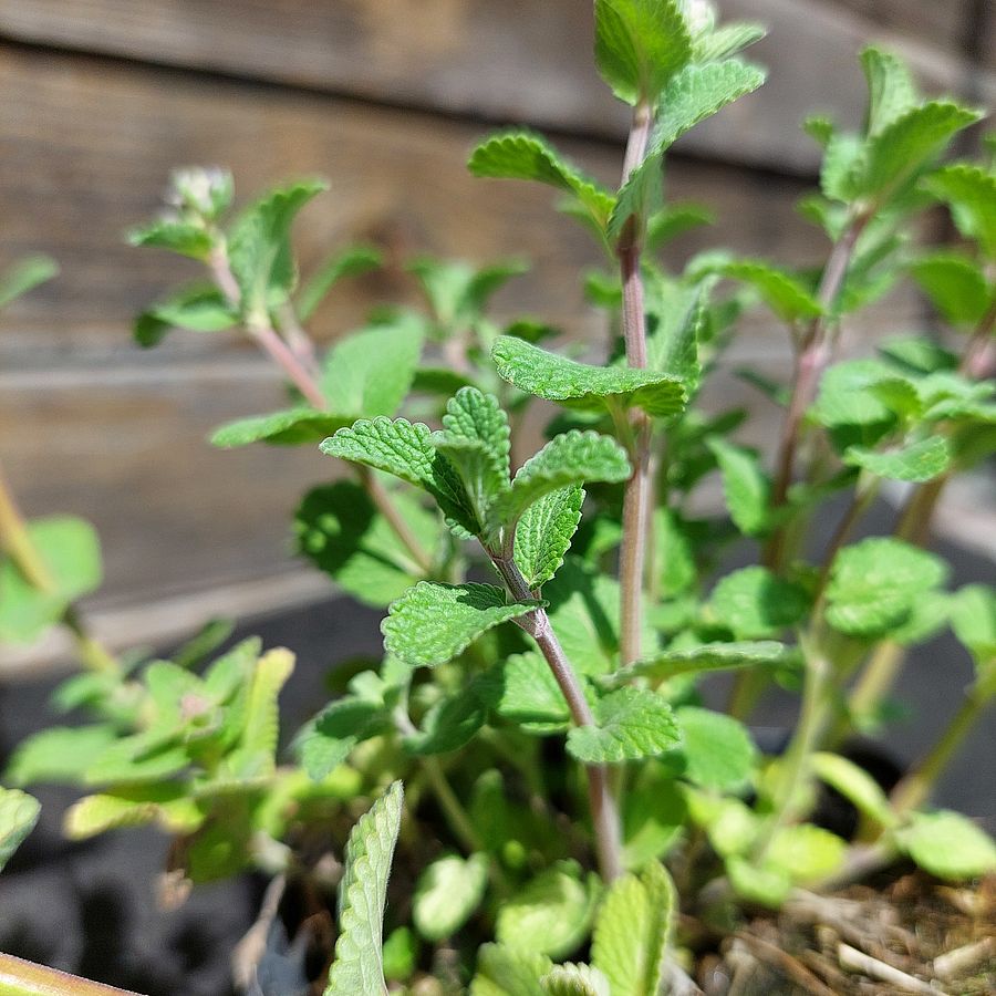 Macskamenta Nepeta racemosa 'Grog'