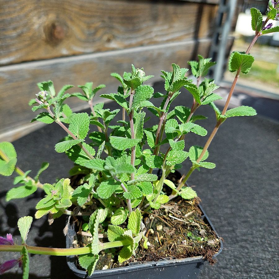 Macskamenta Nepeta racemosa 'Grog'