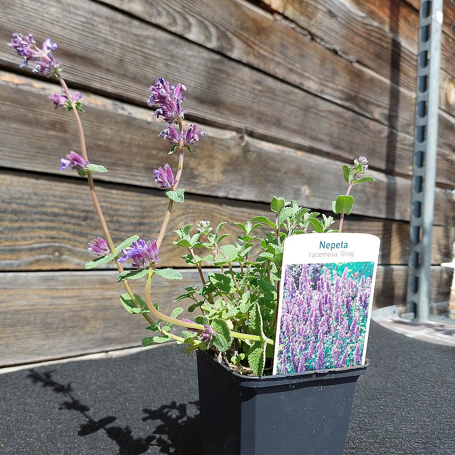 Macskamenta Nepeta racemosa 'Grog'