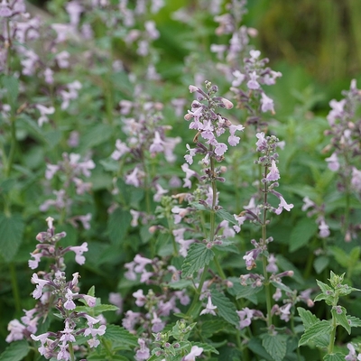 Nepeta racemosa 'Amelia' Macskamenta
