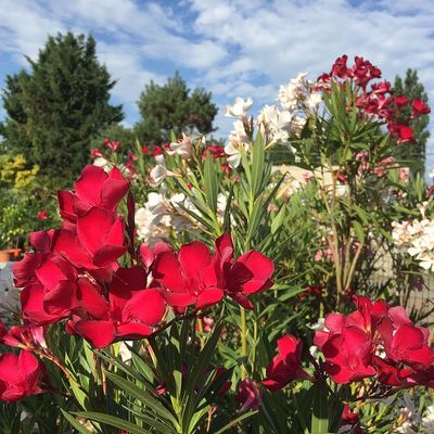 Leander fajták Nerium oleander mix