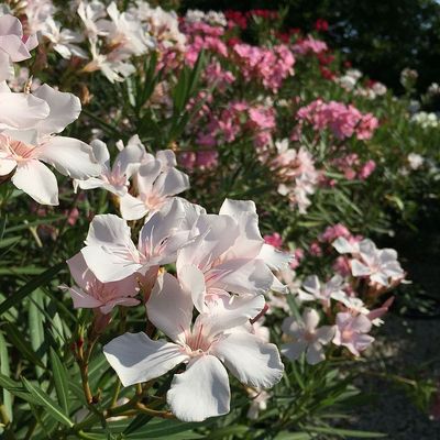 Leander fajták Nerium oleander mix