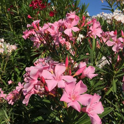 Leander fajták Nerium oleander mix