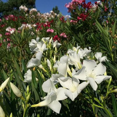 Leander fajták Nerium oleander mix