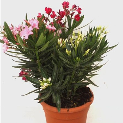 Leander összeültetés Nerium oleander multiflora