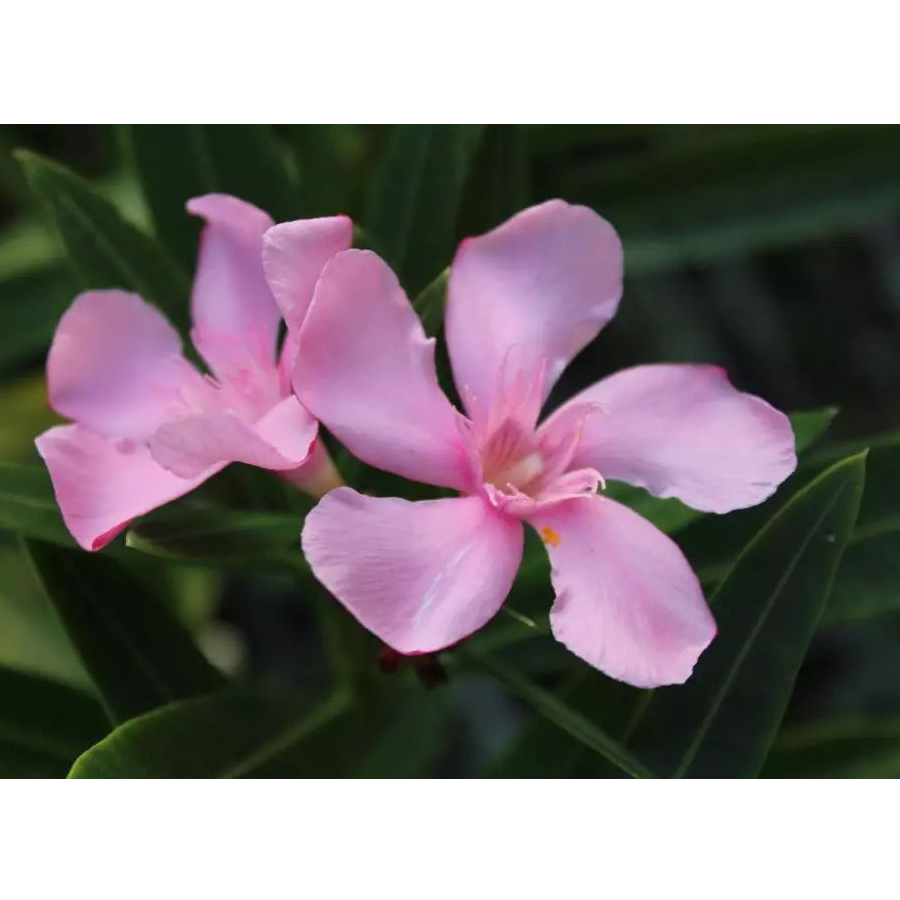 Nerium oleander 'Villa Romanie' Fagytűrő leander