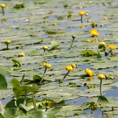 Nuphar lutea Vízitök