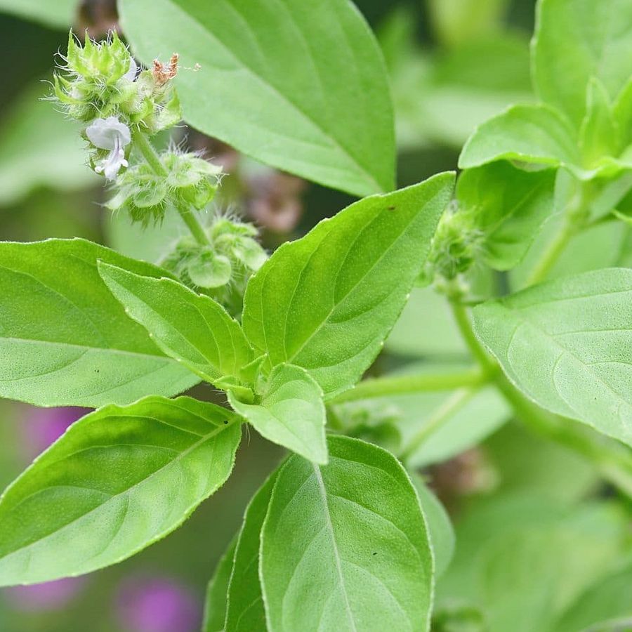 Ocimum americanum Bazsalikom citromillatú