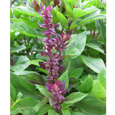 Stevia rebaudiana Jázminpakóca/Édeslevél