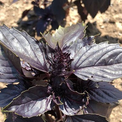 Ocimum basilicum 'Chianti' Piros bazsalikom Chianti