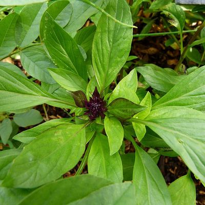 Ocimum basilicum 'Thai' Thai bazsalikom