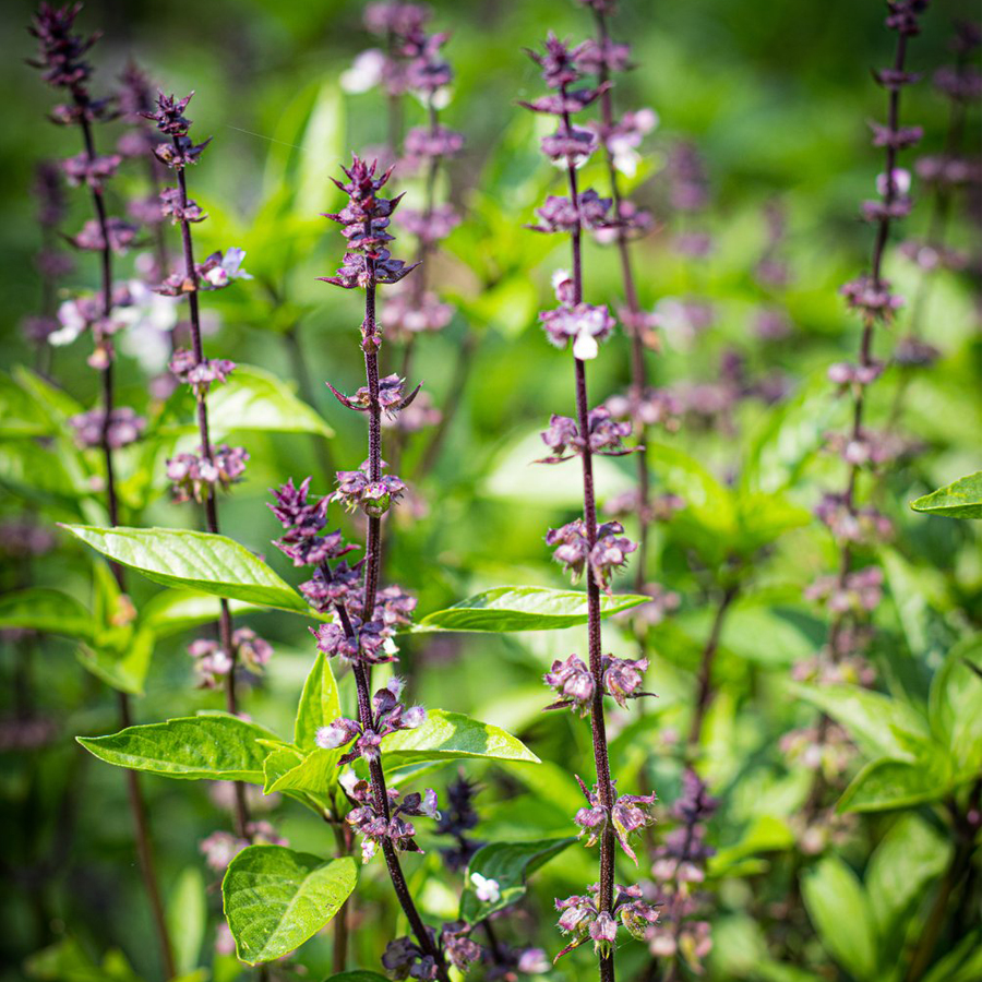 Thai bazsalikom Ocimum basilicum 'Thai'